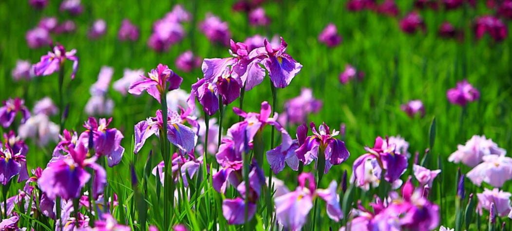 Giardino dell'Iris, Italy, Italy
